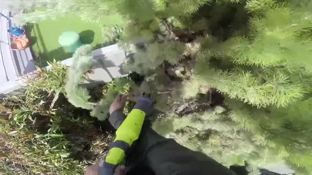 Timelapse Ryobi Hedge Trimmer and Reciprocating Saw with Diablo Pruning Blade
