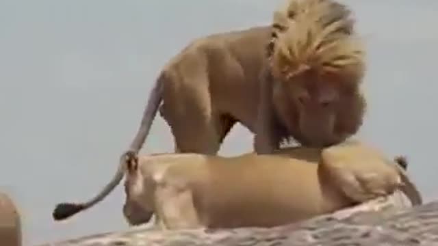 Lion having sex with the queen of forest ❤️❤️