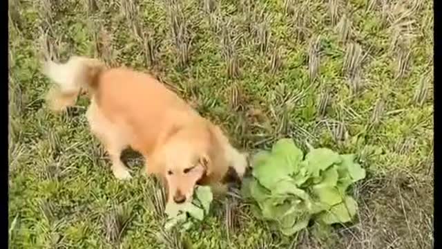 Dogs eat vegetables