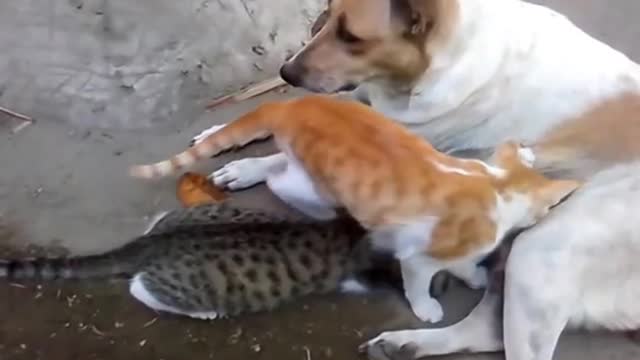 Dog feeding cats | Dog&Cats Love | Funny Video