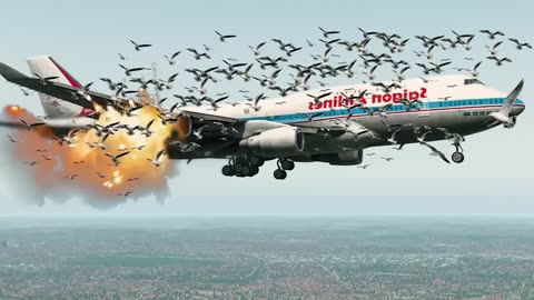 Battle batween plane and birds
