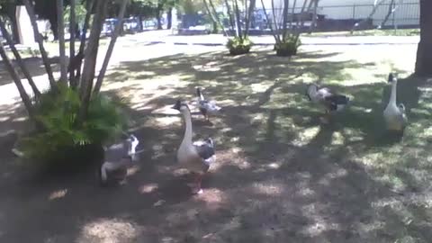 Several swans around the park, they are very beautiful birds [Nature & Animals]