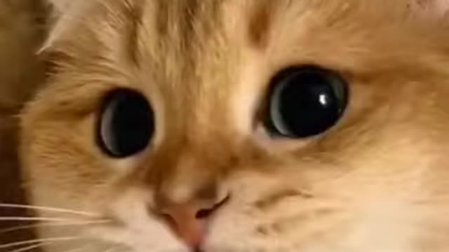 cute cat....cute cat...oh
