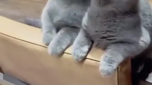 Funny cat and cat video funny and cute little 🐈🐈🐈🐯🐱🐱