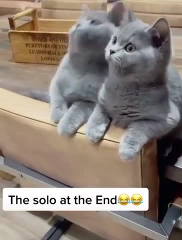 Funny cat and cat video funny and cute little 🐈🐈🐈🐯🐱🐱