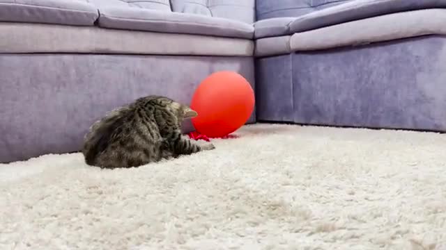 Balloon Blast Kitty | "Challenge Accepted"