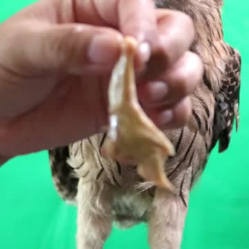 Owl Training by a Pro