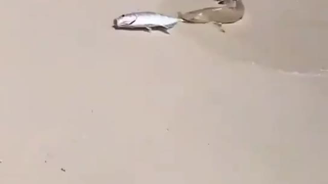 The fish that come ashore are like lambs to be slaughtered