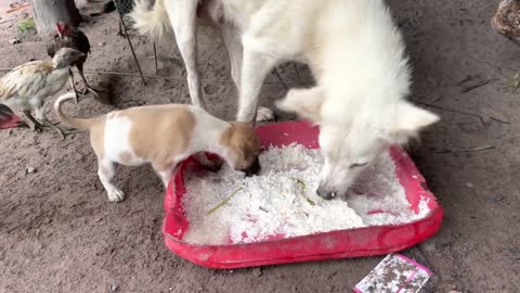 Bad mother dog bite her baby when eat food