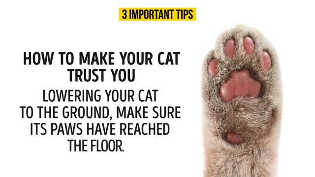 HOW TO UNDERSTAND YOUR CAT BETTER