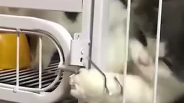 Funny cats compilation 😂 | Part 3