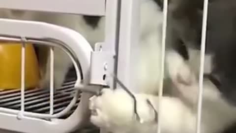 Funny cats compilation 😂 | Part 3