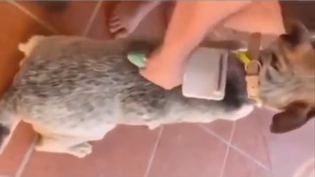 Shavings Funny dog