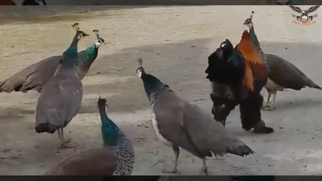 dabang rosters funny fight with cat dog peacock cows 2021