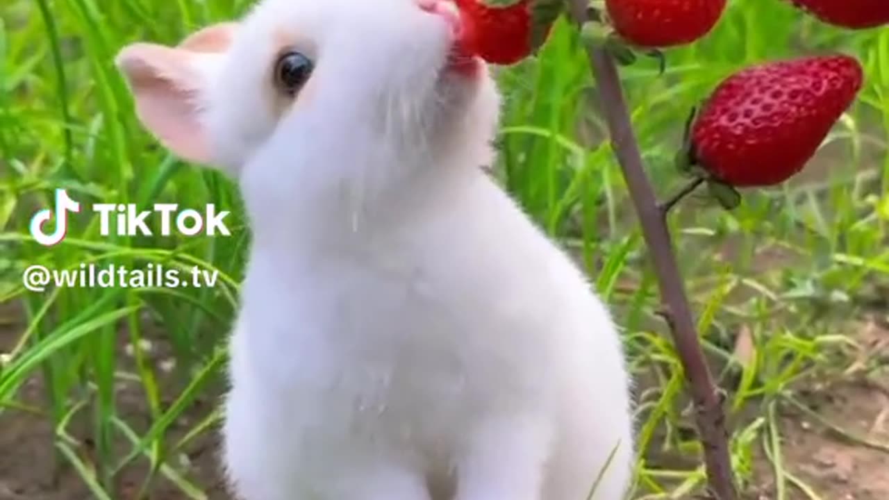 Cute rabbit||eating food vedioS