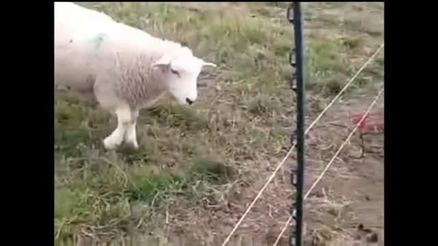 Animals Getting Shocked with Funny Noises!!