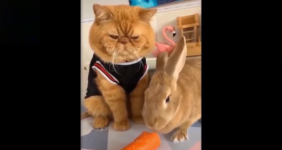 Amazed Cat Watching Rabbit Eating