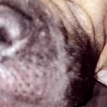 Giant dog Giant snore