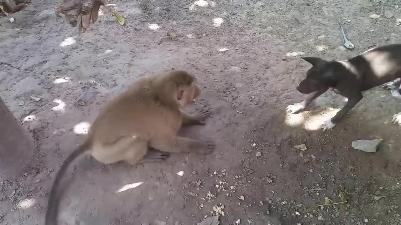 MONKEY VS DOG