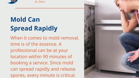 Why do you need professional mold remediation services?