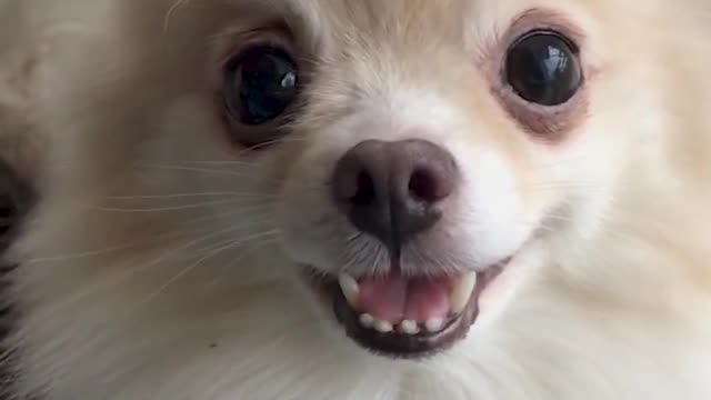 Pomeranian Funny animals. Cutie Bonya