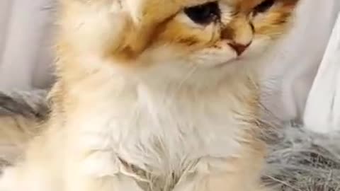 Cats funny scene 🤣🤣🤣🤣 watch till end