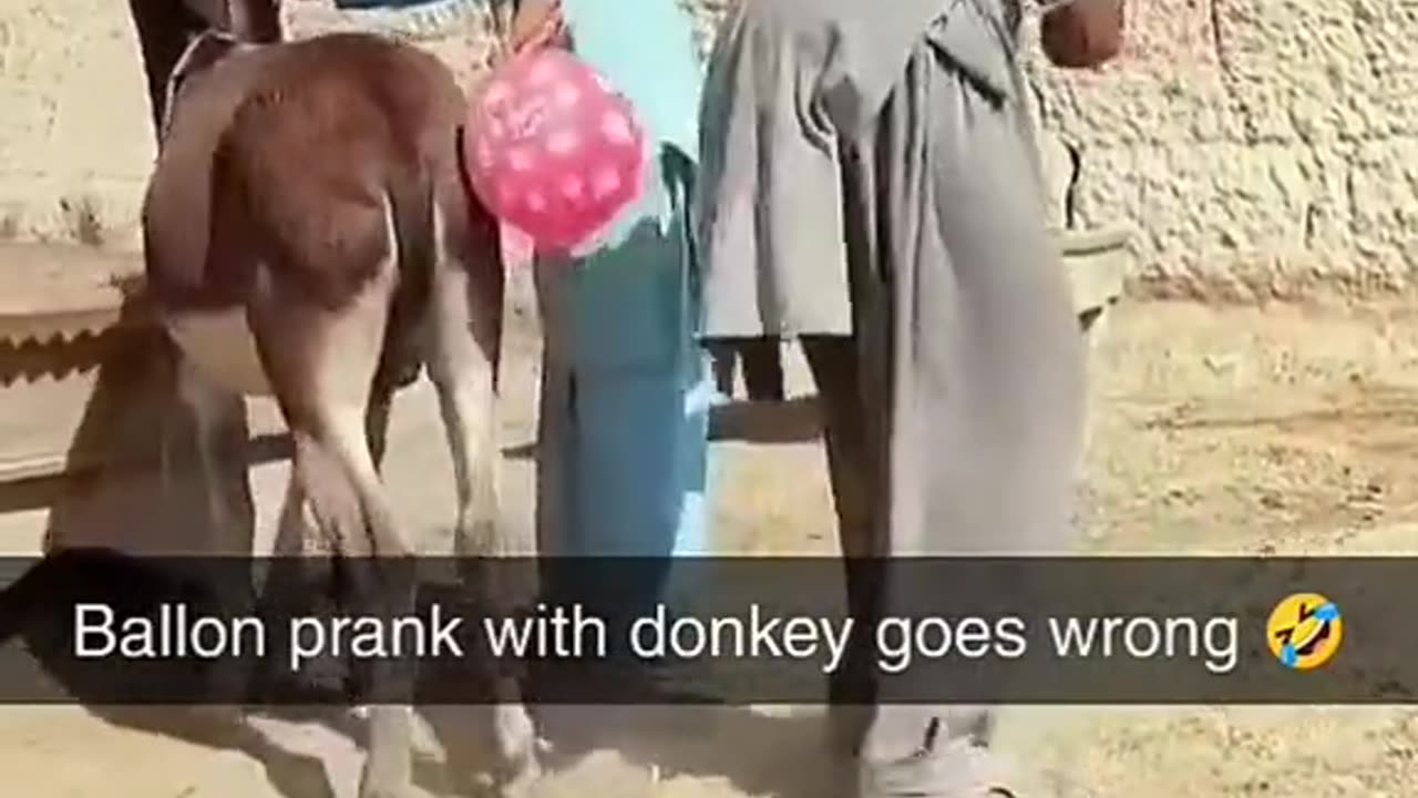 Donkey in boy entertainment video