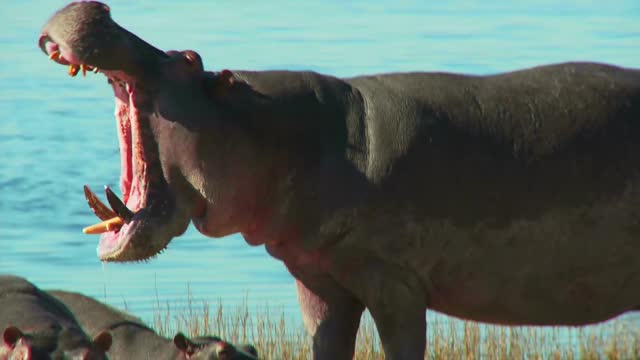 African adventure. Soft music. Nice views.