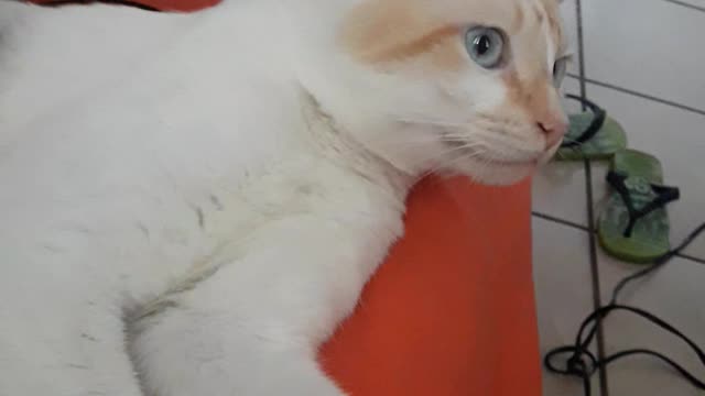 My cat