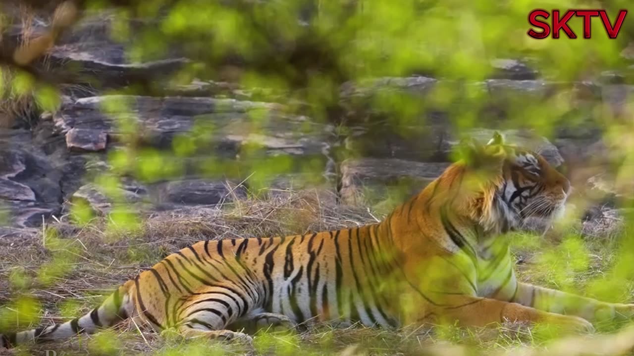 Scenic Wildlife Film With Calming Music