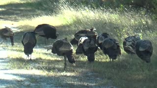 Wild Turkeys
