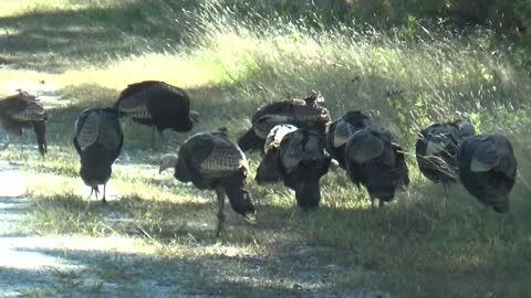 Wild Turkeys