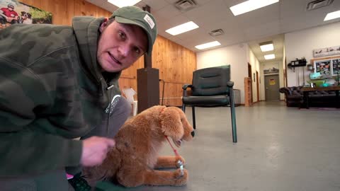 How To Safely Correct Your Dog Technique Effectively.