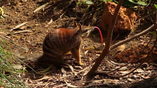 Numbat Shows Its Long Long Tongue