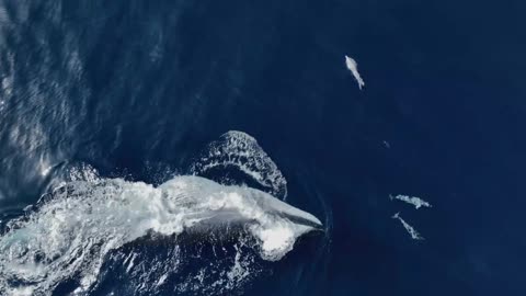 Amazing Aerial View of Whale Feeding