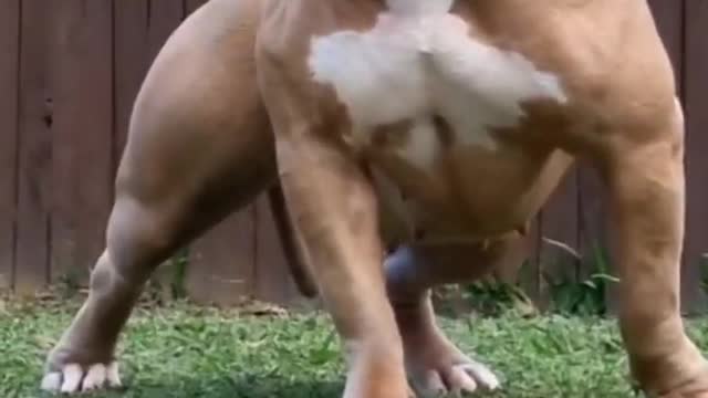 real pitbull is one of those