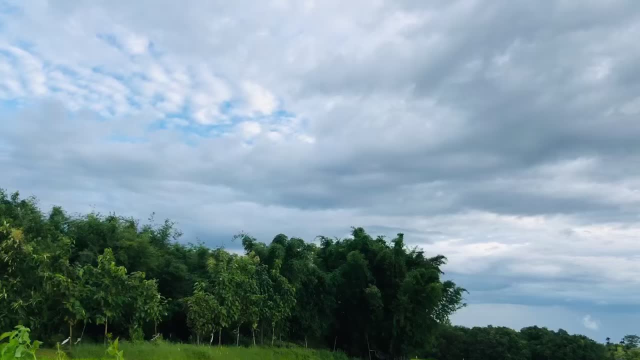 Green forest and cloudy sky