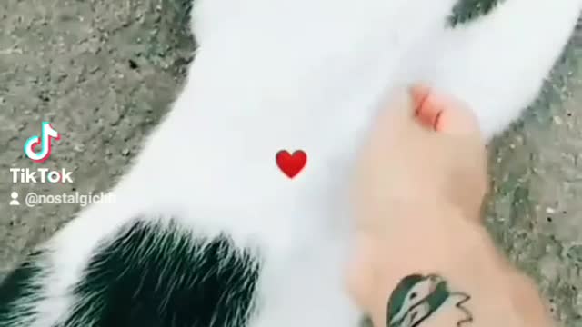 my cat 🥰