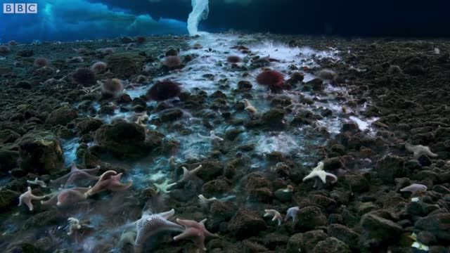 Filming Antarctica's Underwater Secret | Wild Stories | BBC Earth