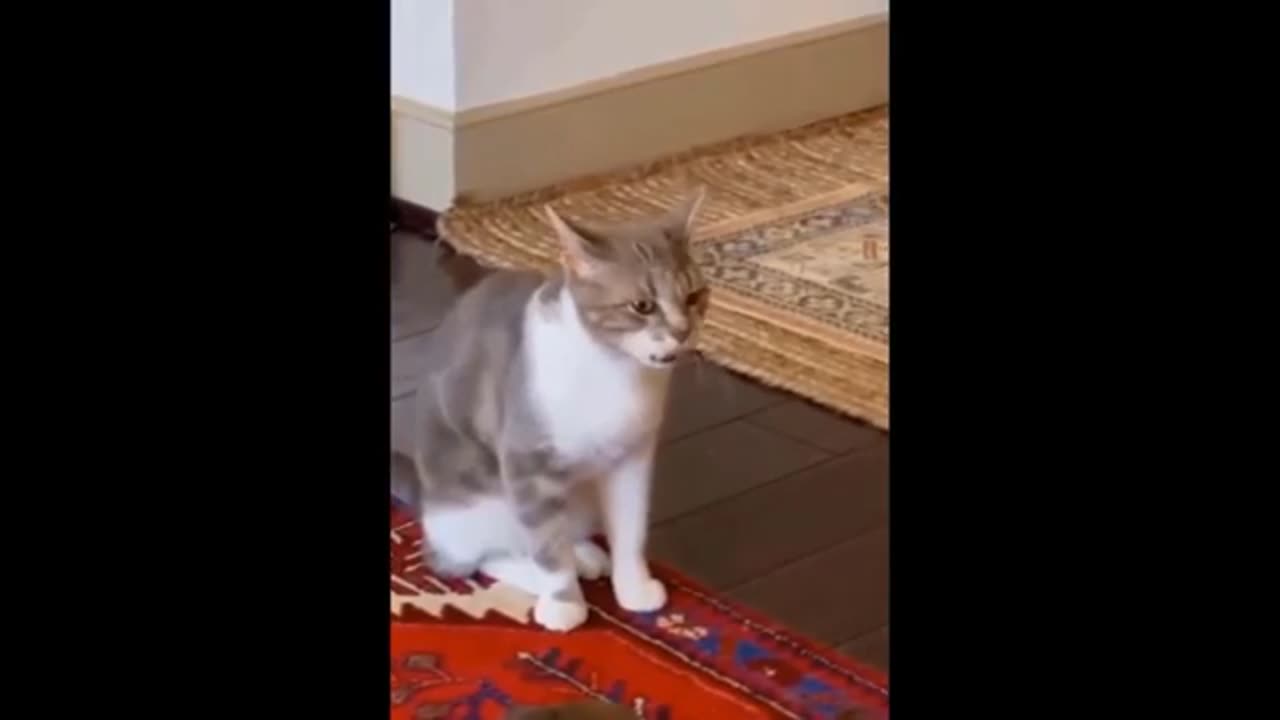 Funniest cats and dogs vidios 😍 best funny animal vidios 2024