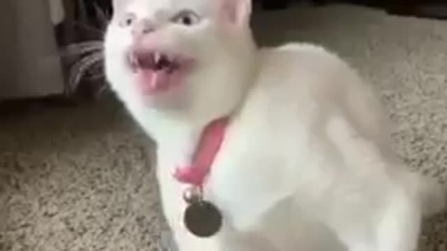 Cute cat singing ah aaaaa