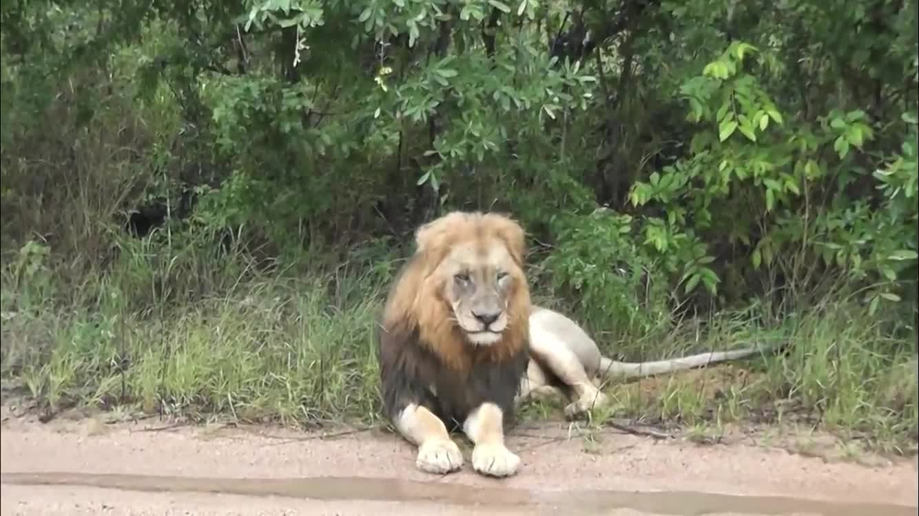 Man meets lions on the road.