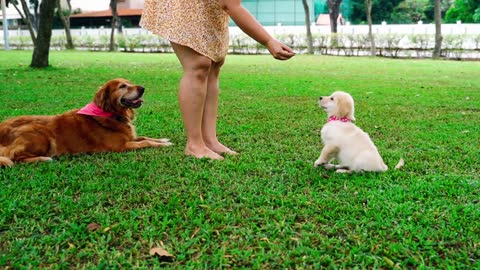 animal and man funny video two dogs one girl very funny