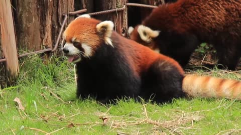 The red panda