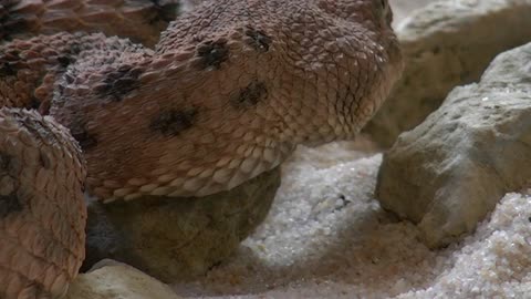 Viber snake
