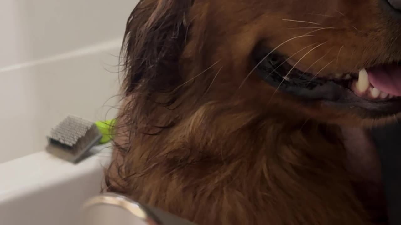 Golden Retriever Has Wide Eyes During Bath Blowout