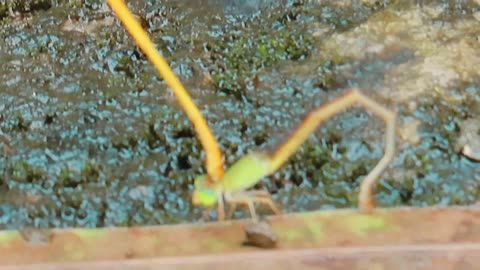 Funny Coromandel Marsh Dart