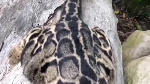 So Adorable #shorts #shortvideo #video #virals #videoviral