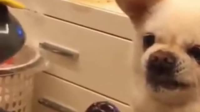 Funny Dog 🥰reaction