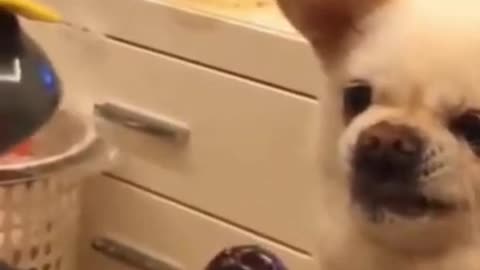 Funny Dog 🥰reaction